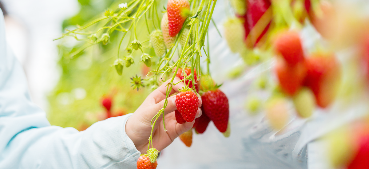 いちご狩り